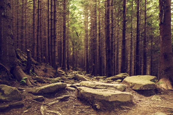 Nordskandinavisk skog — Stockfoto