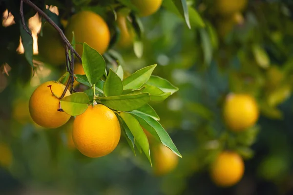 Orange garden with fruit — Stock Photo, Image