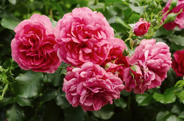 Pink roses garden — Stock Photo, Image