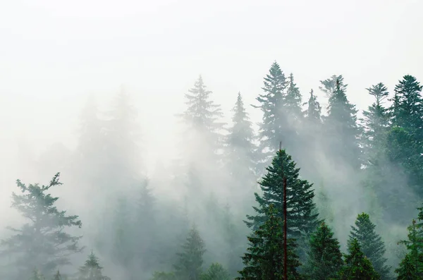 Paesaggio di montagna nebbioso — Foto Stock