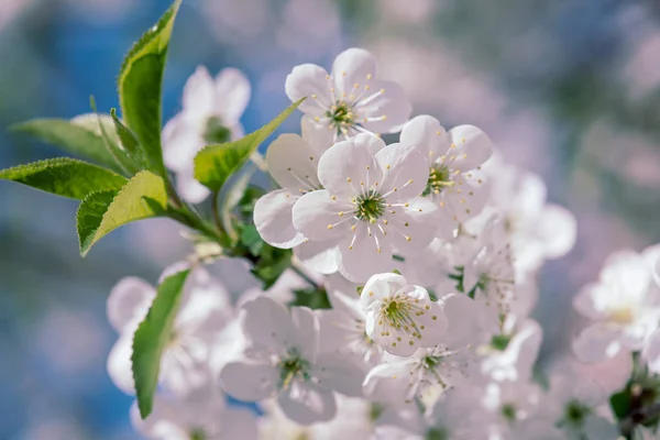 Marco de flores de cereza — Foto de Stock