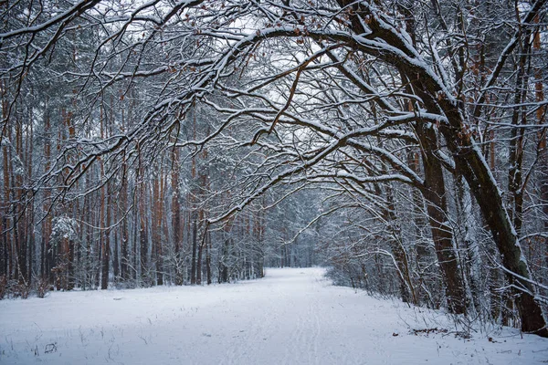 Bosque de invierno con camino —  Fotos de Stock