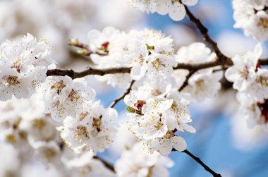 Kayısı ağacı çiçekleri