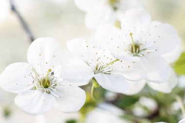 Kiraz bahar çiçekleri
