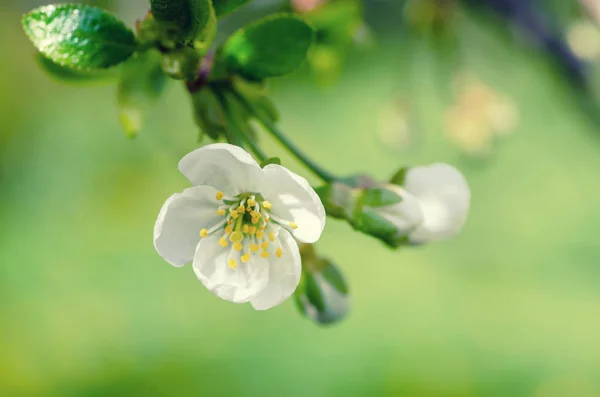 Cornice fiori di ciliegio — Foto Stock