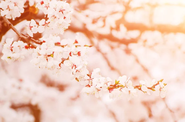 Fiori di albicocca — Foto Stock