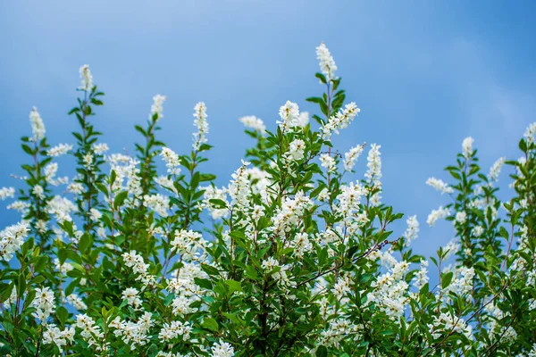 Wiosna białe kwiaty — Zdjęcie stockowe