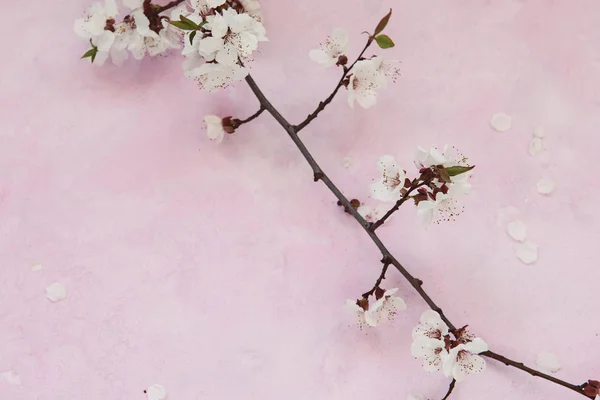 Kayısı çiçekleri çimentoda — Stok fotoğraf