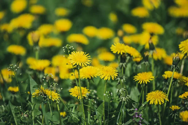 Karahindiba çiçeği çayırı — Stok fotoğraf