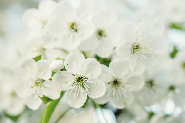 Cherry spring flowers — Stock Photo, Image