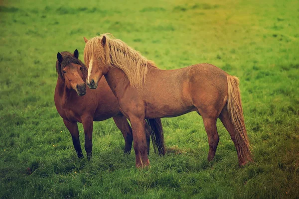 İki İzlanda atı — Stok fotoğraf