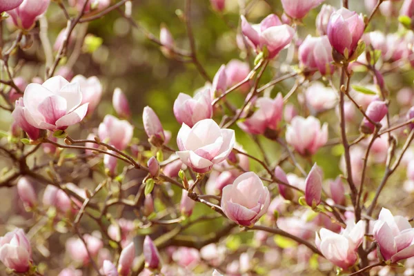 Magnolia wiosenne kwiaty — Zdjęcie stockowe