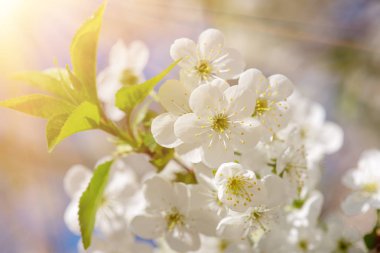 Kiraz çiçekleri çerçevesi