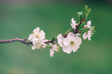 Kiraz çiçekleri çerçevesi