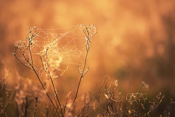 Herfst droge plant — Stockfoto