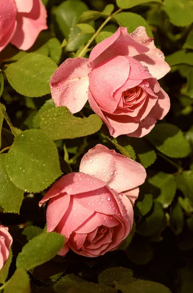 Jardín de rosas rosadas — Foto de Stock