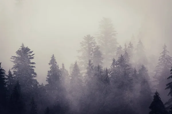 Ομίχλη ορεινό τοπίο — Φωτογραφία Αρχείου