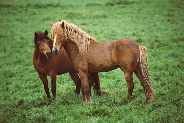 Deux chevaux icelandiques — Photo