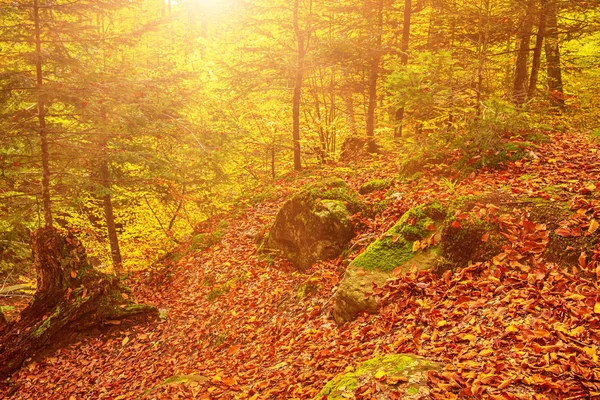 Bellissimo paesaggio autunnale — Foto Stock