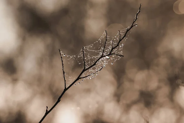 水滴のある木の小枝 — ストック写真