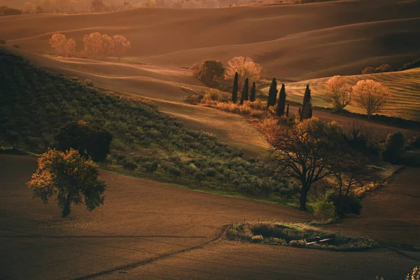 Tuscan fields and trees — Stock Photo, Image