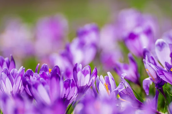 Voorjaarskrokusbloemen — Stockfoto