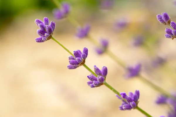 Lavanda hermosas flores — Foto de Stock