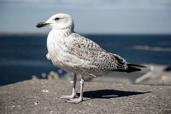 Havsgös vid piren — Stockfoto