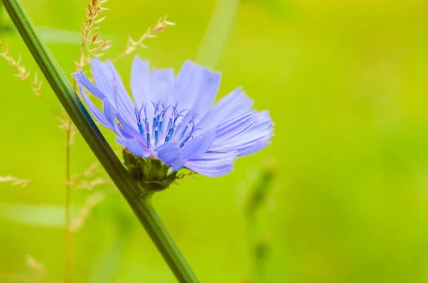 Flor de chicória na natureza — Fotografia de Stock