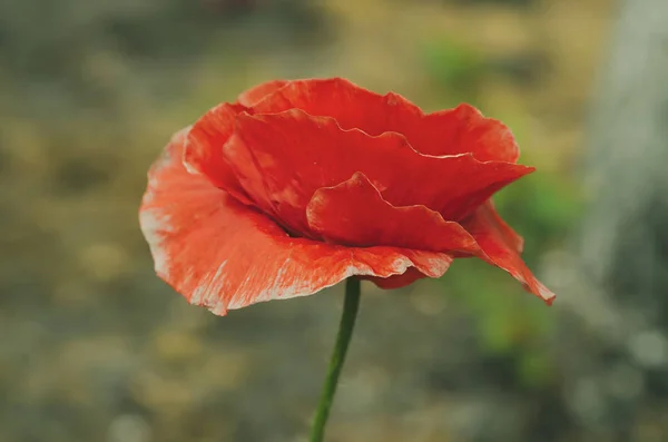 Papoula de primavera vermelha — Fotografia de Stock