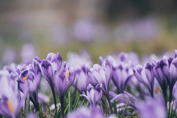 Flores de primavera de azafrán — Foto de Stock