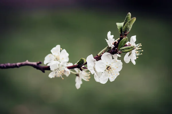 梅の花 — ストック写真