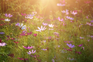 Mor yumuşak çiçekler