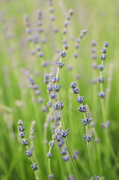 Lavendel vackra blommor — Stockfoto