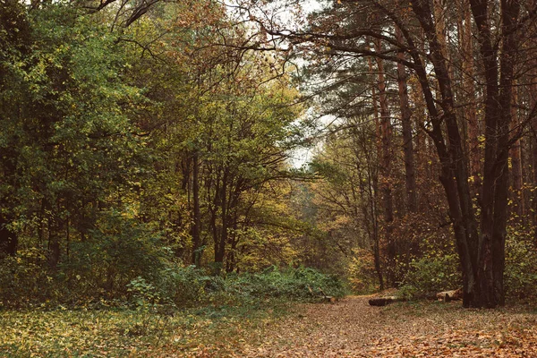 Otoño hermoso parque — Foto de Stock