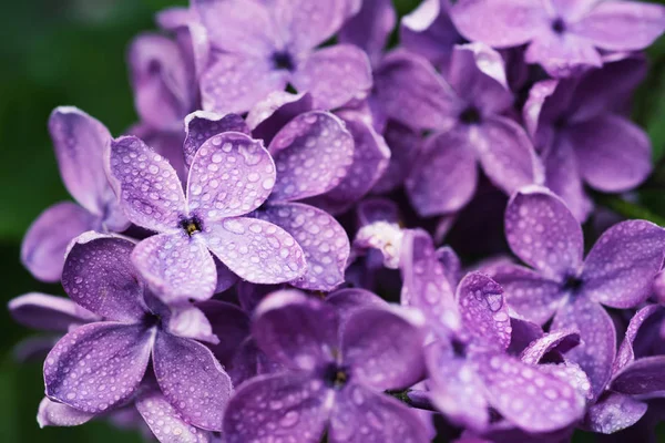 ライラックの花マクロ — ストック写真