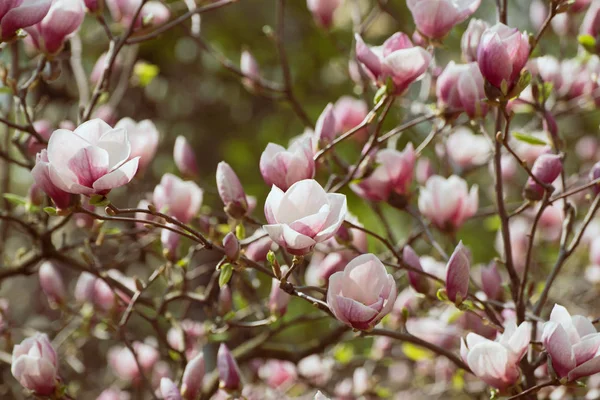 Magnolia wiosenne kwiaty — Zdjęcie stockowe