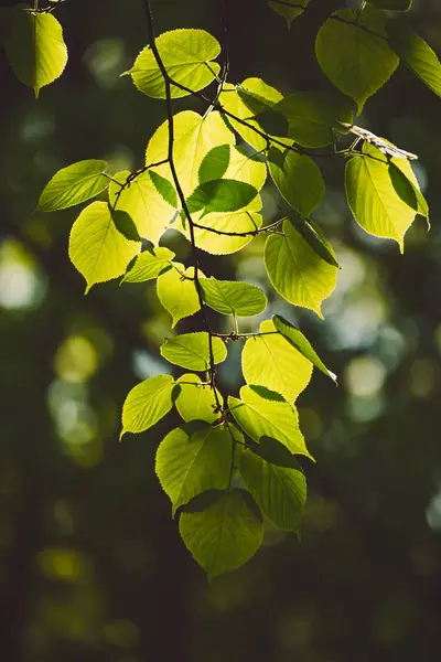 Hojas verdes soleadas —  Fotos de Stock