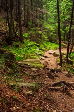 Kuzey İskandinav Ormanı
