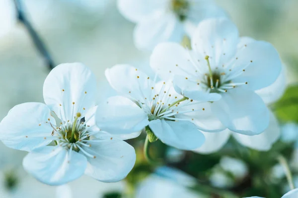 Flores de primavera de cereja — Fotografia de Stock