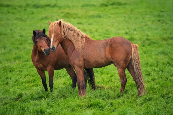 アイスランドの馬2頭 — ストック写真