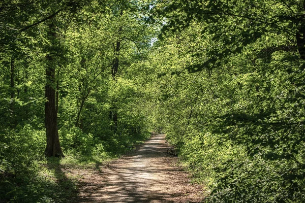 Letní zelený les — Stock fotografie