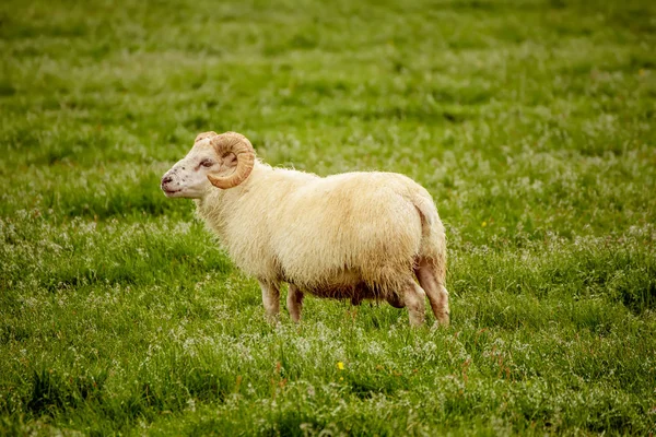 Schapen grazen in IJsland — Stockfoto