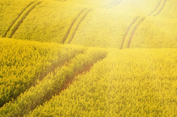 Rapsgelbes Feld im Frühjahr — Stockfoto