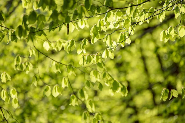 Solgröna blad — Stockfoto