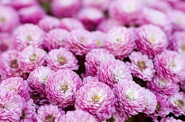 Chrysanthemum macro flowers — Stock Photo, Image