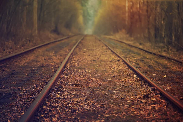 Rails in the forest — Stock Photo, Image