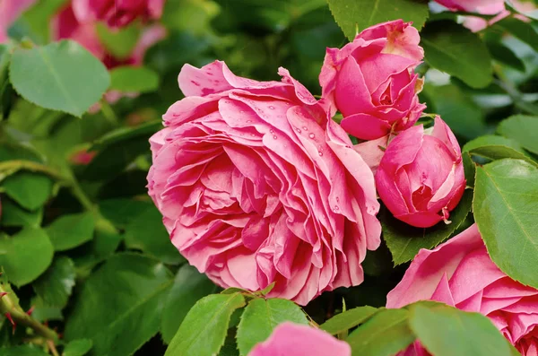 Pink roses garden — Stock Photo, Image