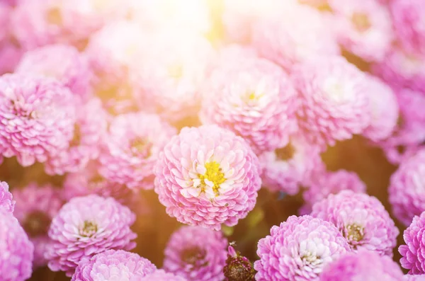 Chrysant macro bloemen — Stockfoto