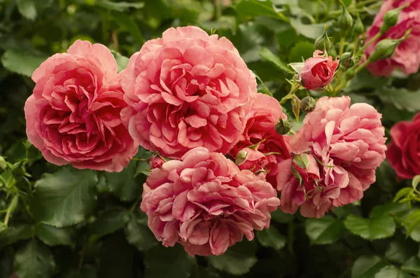 粉红玫瑰花园 — 图库照片